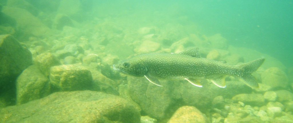 Lake trout spawn in Gordon Lake