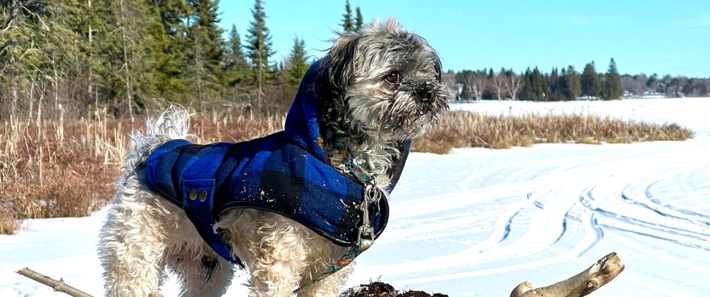 Chip the dog out for a walk in March