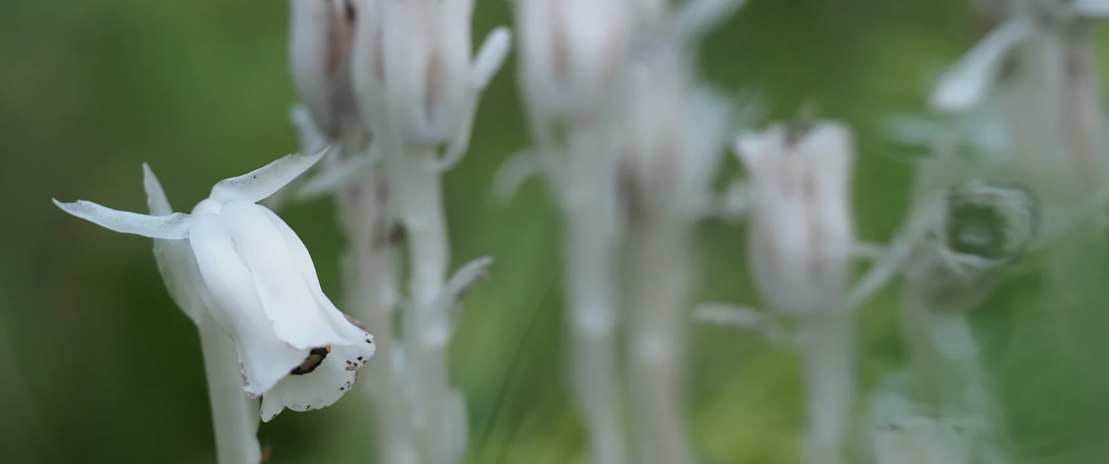 Adventures in Lake of the Woods’ fairy-tale wetlands