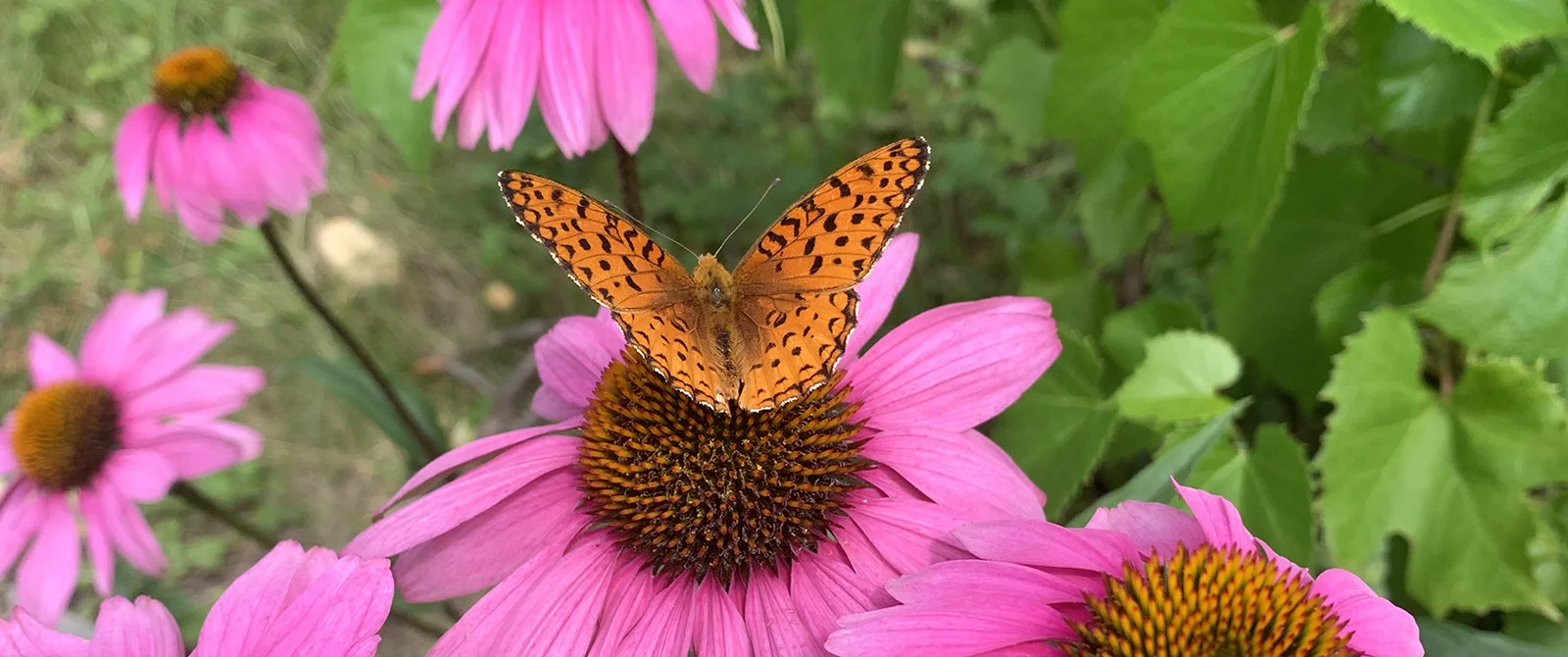 Bee friendly: Protecting pollinators 