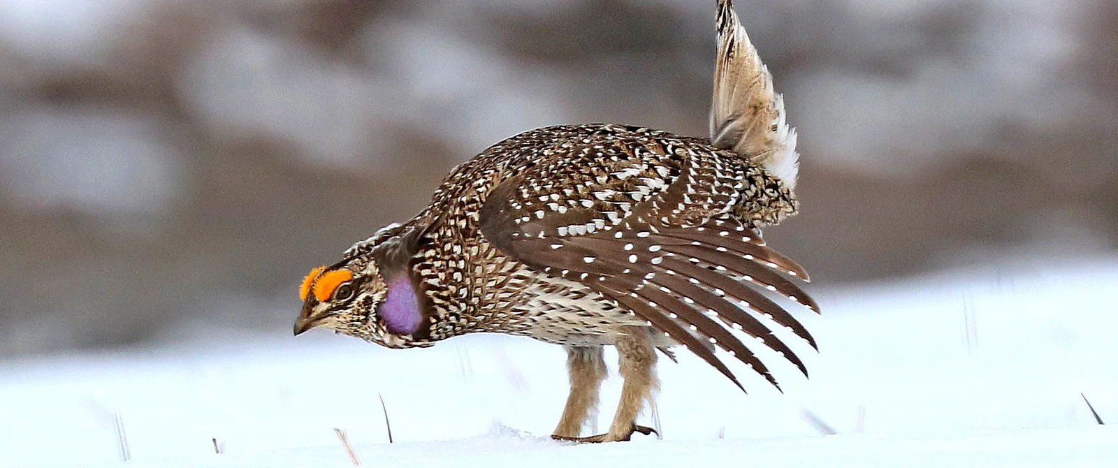 A grouse in the winter