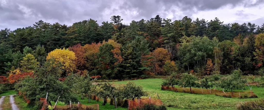 This apple orchard encompasses both the value and beauty of land being protected by stewardship and care.
