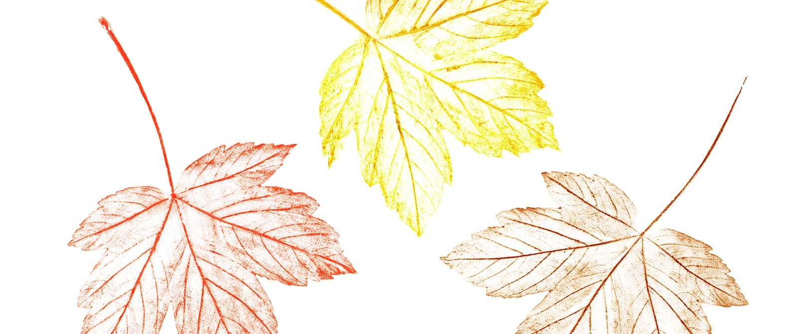 Maple leaf rubbings in red, yellow and brown