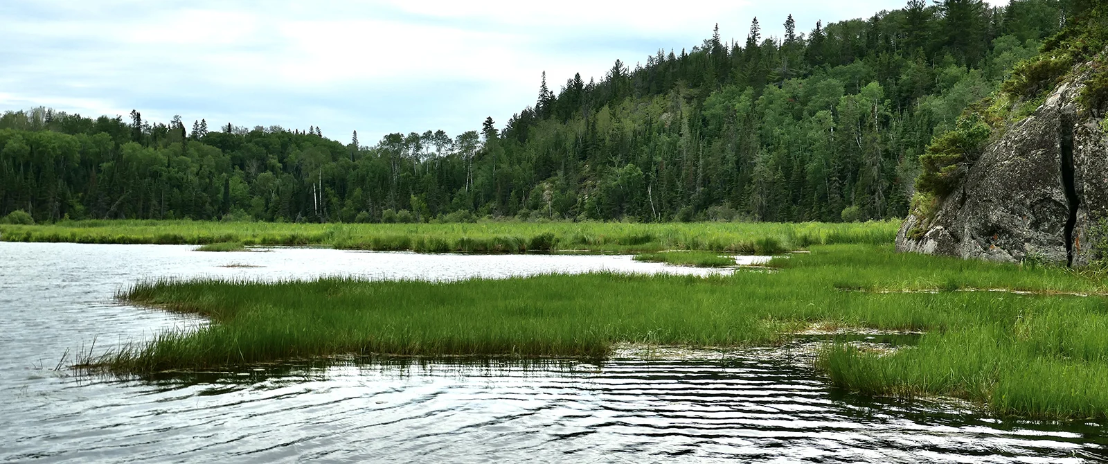 Flowering rush alert: New sightings in Lake of the Woods 
