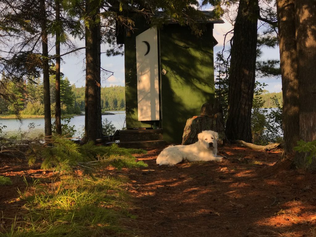 A large white dog reposes on the ground in front of a green outhouse with a white door.