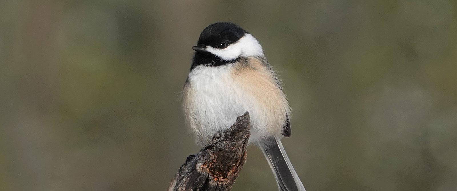 Chickadee resting